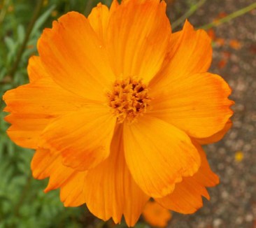 Cosmos- Sulphur
