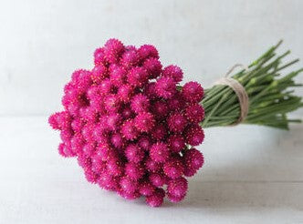 Gomphrena - QIS Series Carmine