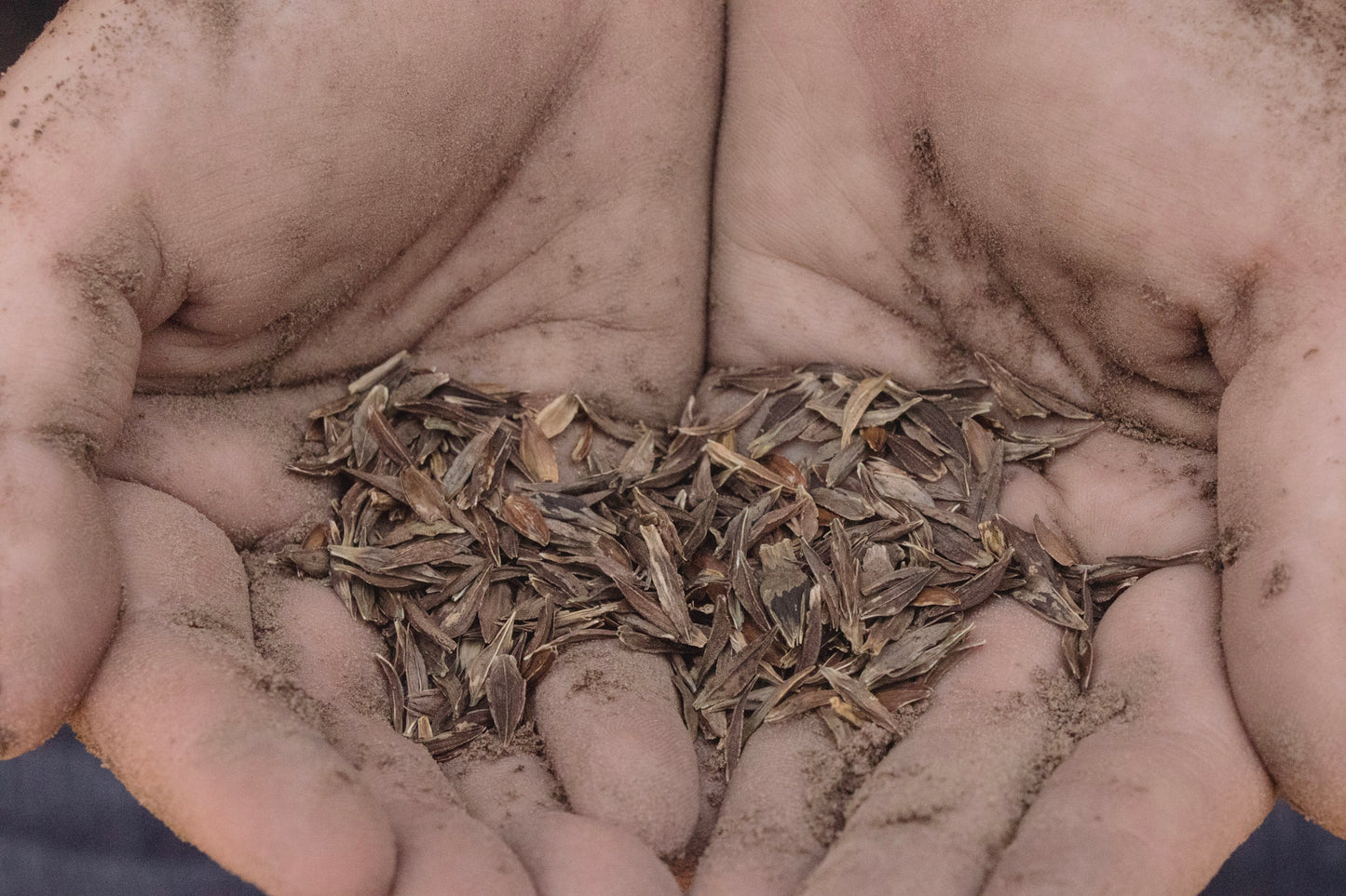 Zinnia - Queen Lime with Blush