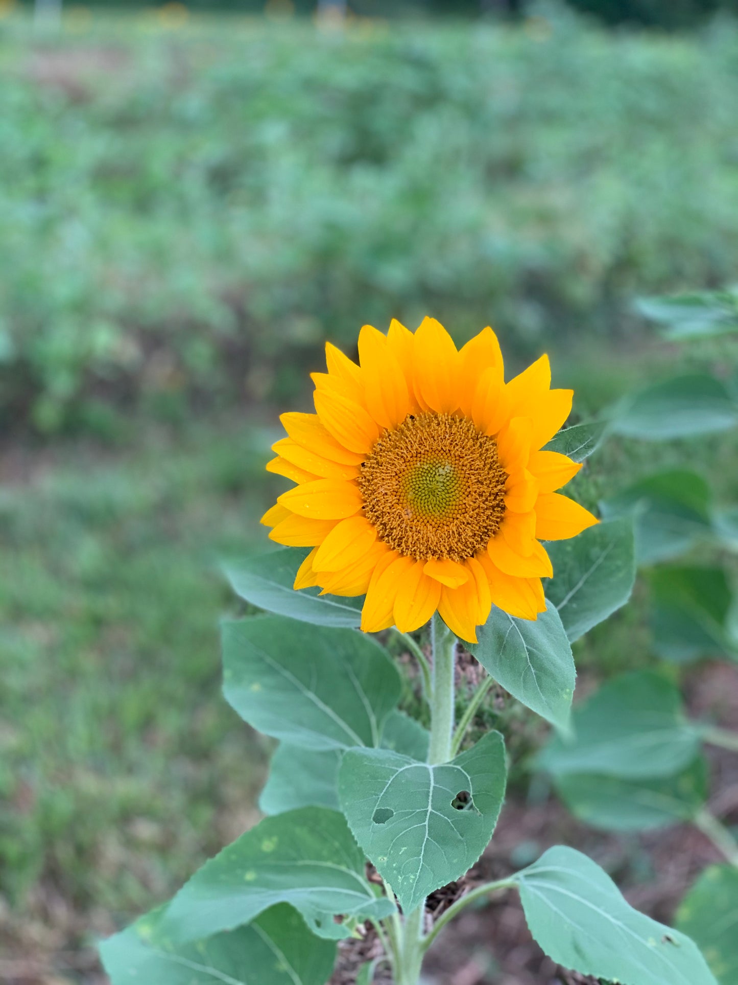 Sunflowers - Vincent's Fresh