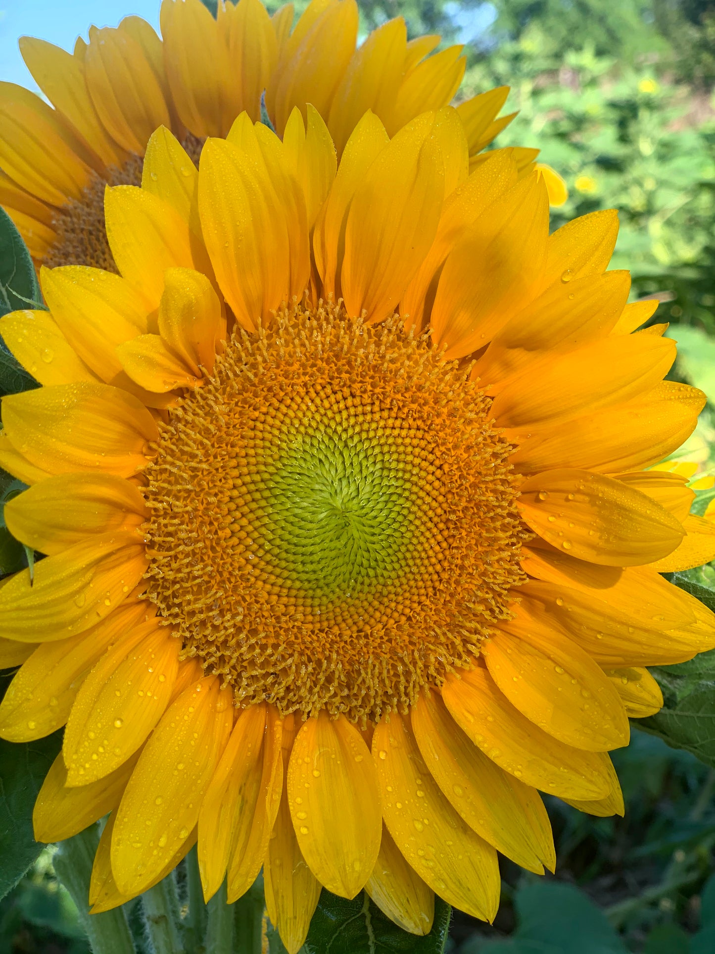 Sunflowers - Vincent's Fresh