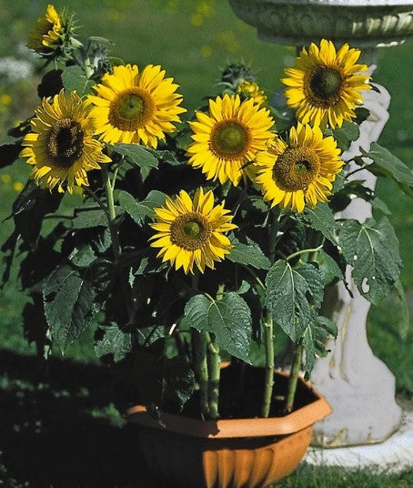 munchkin potted plant Sunflower