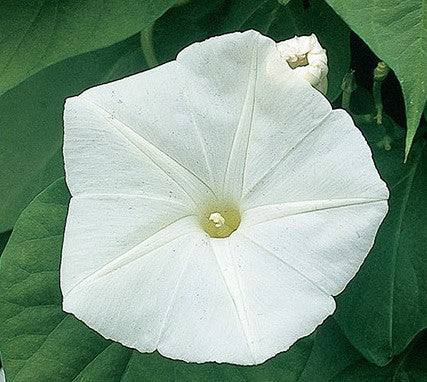 morning glory pearly gates seeds Morning Glory