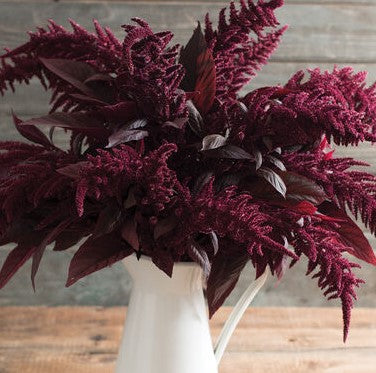 Amaranthus Cruentus Red Spike