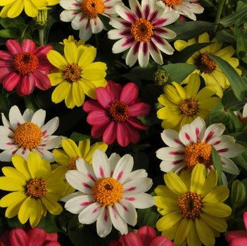 Zinnia - Zahara Raspberry Lemonade Mix - Dwarf