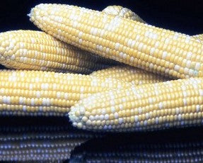 Corn - Honey and Pearl