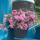 Bucket of Lisianthus