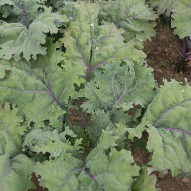 Kale - Red Russian