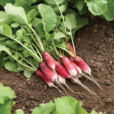 Radish - French Breakfast