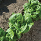 Lettuce - Buttercrunch