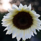 Sunflower - White Nite