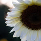 Sunflower - White Nite