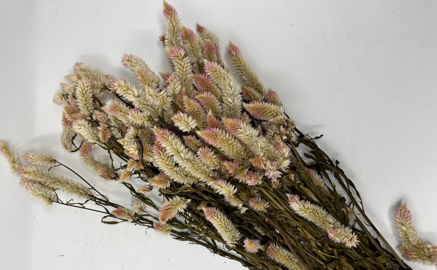 Dried/Preserved Celosia/Flamingo Feather