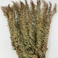 Dried/Preserved Fern Leaf Bundle