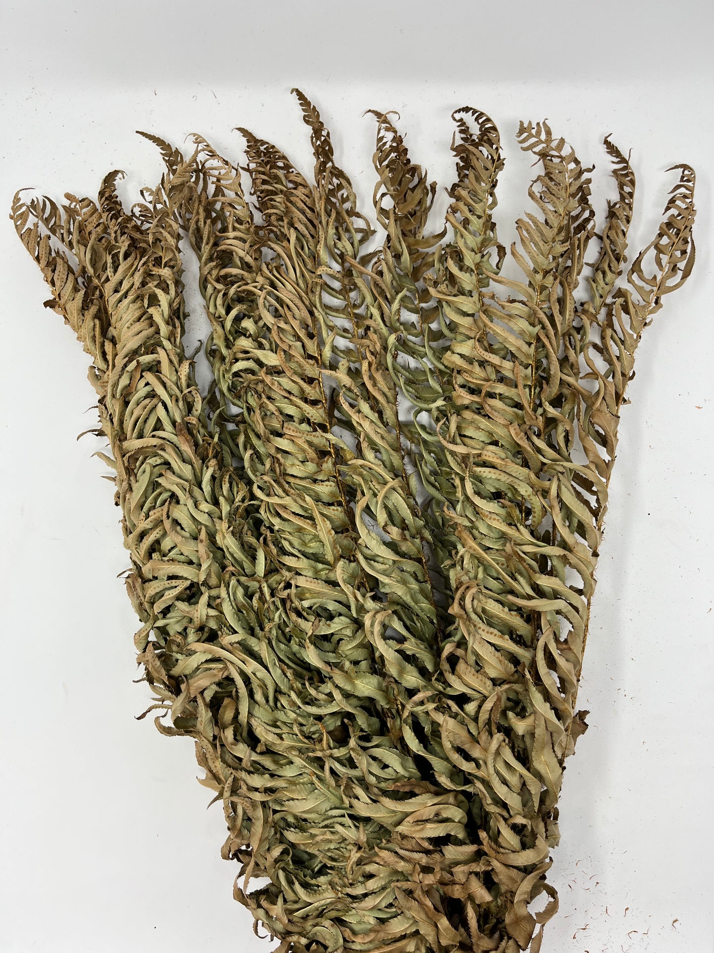 Dried/Preserved Fern Leaf Bundle