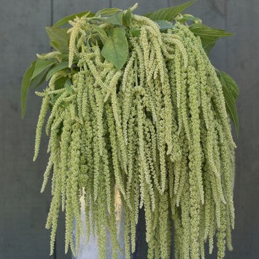 Amaranthus Caudatus Green Cascade