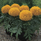 Marigold - African Antigua Orange
