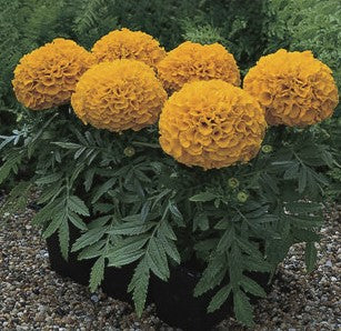 Marigold - African Antigua Orange