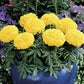 Marigold - Antigua Yellow African