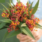 Milkweed (Asclepias) - Apollo Orange - Edible