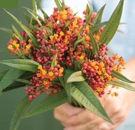 Milkweed (Asclepias) - Apollo Orange - Edible