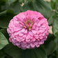 Zinnia - Benary's Giant Bright Pink