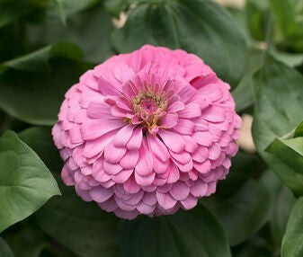 Zinnia - Benary's Giant Bright Pink