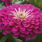 Zinnia - Benary's Giant Purple
