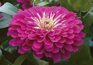 Zinnia - Benary's Giant Purple