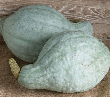 Squash - Blue Hubbard Squash