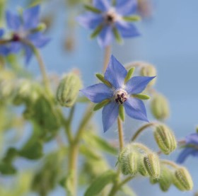 Borage Root Borage - Edible – Root and Roux
