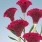 Celosia Delhi Purple