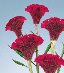 Celosia Delhi Purple