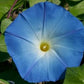 Morning Glory - Clarks Heavenly Blue