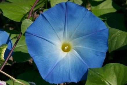 Morning Glory - Clarks Heavenly Blue