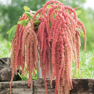 Amaranthus Caudatus Coral Fountain