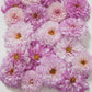 Cosmos- Double Click Bicolor Pink