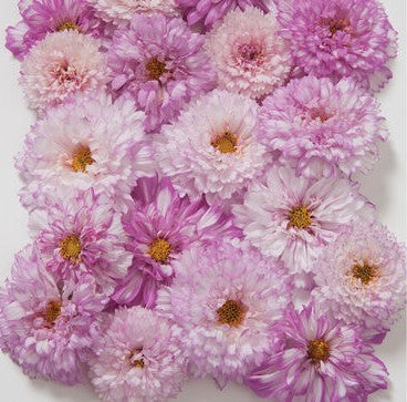 Cosmos- Double Click Bicolor Pink