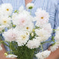 Cosmos - Double Click Snowpuff