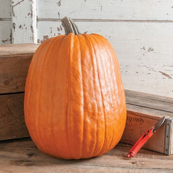 Pumpkin - Early Giant