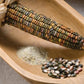 Corn - Earth Tones Dent.