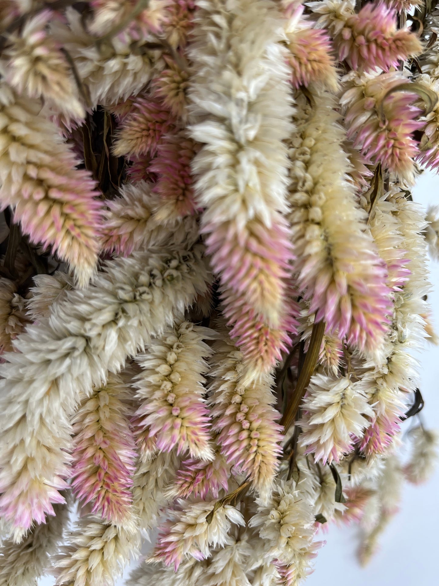 Dried/Preserved Celosia/Flamingo Feather