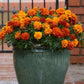 Marigold - Fireball French