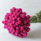 Gomphrena -  QIS Series Carmine