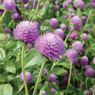 Gomphrena - QIS Series Lilac