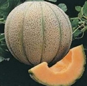 Cantaloupe - Hale's Best