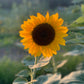 Sunflowers - Vincent's Choice