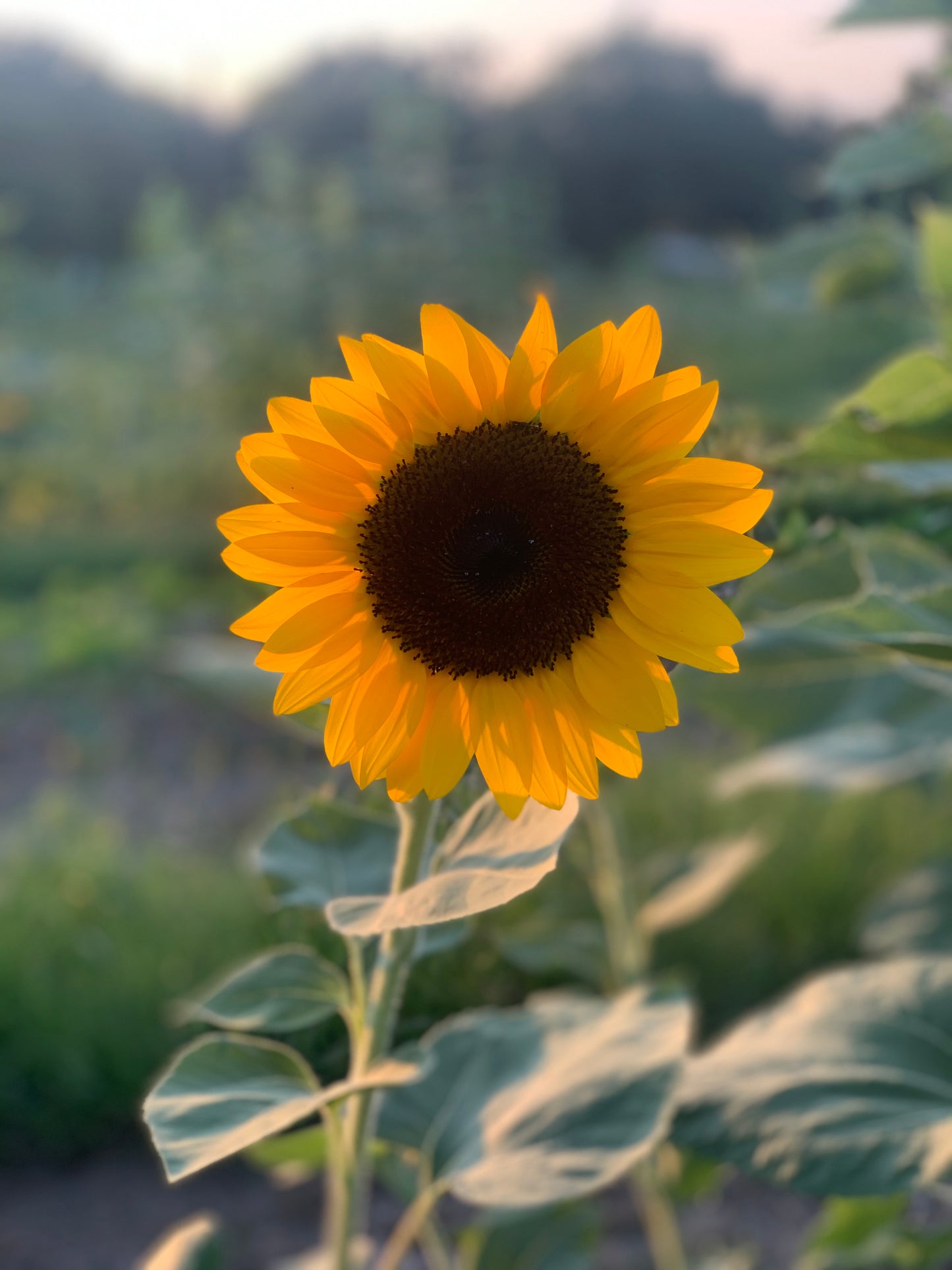 Sunflowers - Vincent's Choice