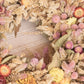 Dried Grapevine Wreath - Summer Inspired - Small