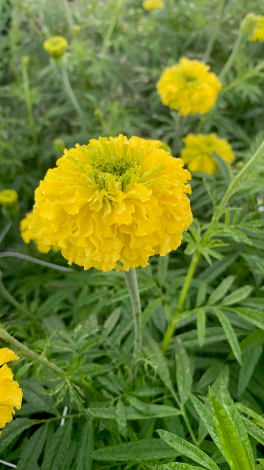 African Chedi Yellow Marigold (hori)